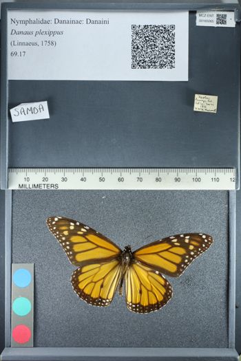 Media type: image;   Entomology 165065